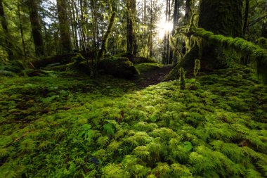 Lynn Canyon Parkı, Kuzey Vancouver, British Columbia, Kanada