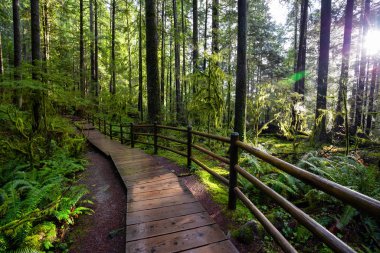 Lynn Canyon Parkı, Kuzey Vancouver, British Columbia, Kanada