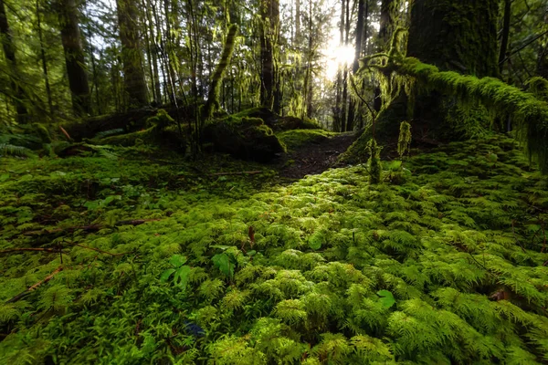 Lynn Canyon Park, North Vancouver, British Columbia, Canadá — Fotografia de Stock