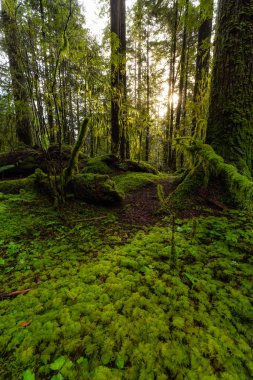 Lynn Canyon Parkı, Kuzey Vancouver, British Columbia, Kanada