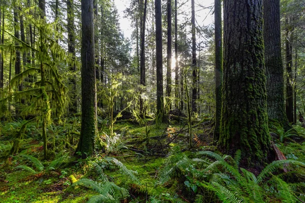 Lynn Canyon Park, North Vancouver, Columbia Británica, Canadá — Foto de Stock