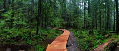 Lynn Canyon Parkı, Kuzey Vancouver, British Columbia, Kanada