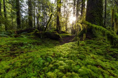 Lynn Canyon Parkı, Kuzey Vancouver, British Columbia, Kanada