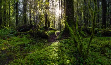 Lynn Canyon Parkı, Kuzey Vancouver, British Columbia, Kanada