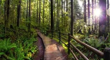Lynn Canyon Park, North Vancouver, British Columbia, Canada clipart