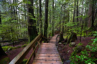 Lynn Canyon Parkı, Kuzey Vancouver, British Columbia, Kanada