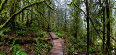 Lynn Canyon Parkı, Kuzey Vancouver, British Columbia, Kanada