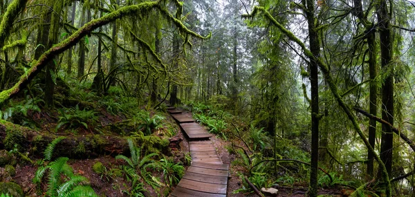 Lynn Canyon Park, North Vancouver, British Columbia, Canada — Stock Photo, Image
