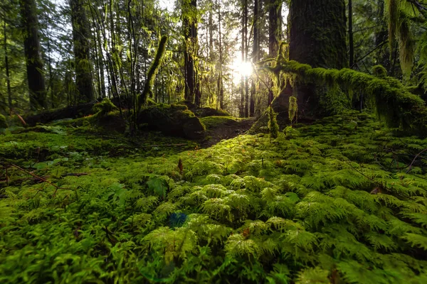 Lynn Canyon Park, Észak-Vancouver, Brit Columbia, Kanada — Stock Fotó