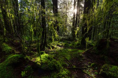 Lynn Canyon Parkı, Kuzey Vancouver, British Columbia, Kanada