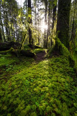 Lynn Canyon Parkı, Kuzey Vancouver, British Columbia, Kanada