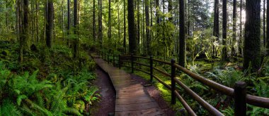 Lynn Canyon Parkı, Kuzey Vancouver, British Columbia, Kanada