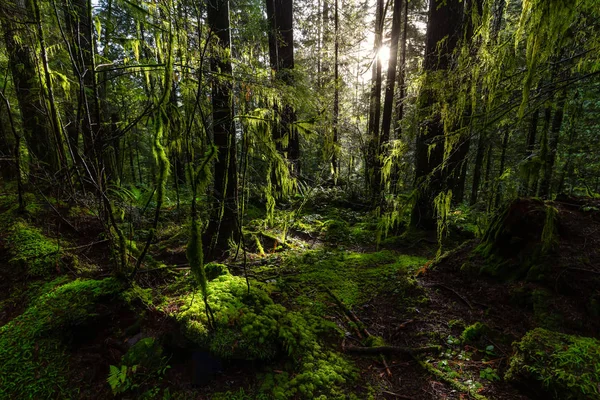 Lynn Canyon Park, North Vancouver, British Columbia, Canadá — Fotografia de Stock