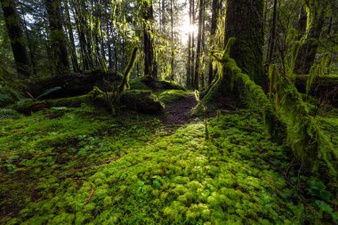 Lynn Canyon Parkı, Kuzey Vancouver, British Columbia, Kanada
