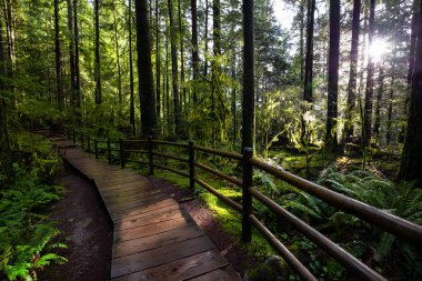 Lynn Canyon Parkı, Kuzey Vancouver, British Columbia, Kanada