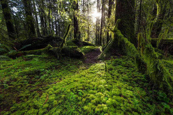 Lynn Canyon Park, North Vancouver, British Columbia, Canadá — Fotografia de Stock