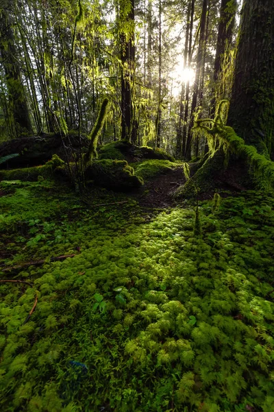 Lynn Canyon Park, North Vancouver, Colombie-Britannique, Canada — Photo