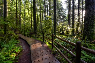 Lynn Canyon Parkı, Kuzey Vancouver, British Columbia, Kanada
