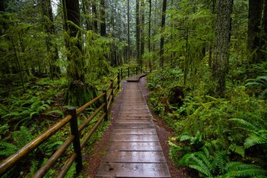 Lynn Canyon Parkı, Kuzey Vancouver, British Columbia, Kanada