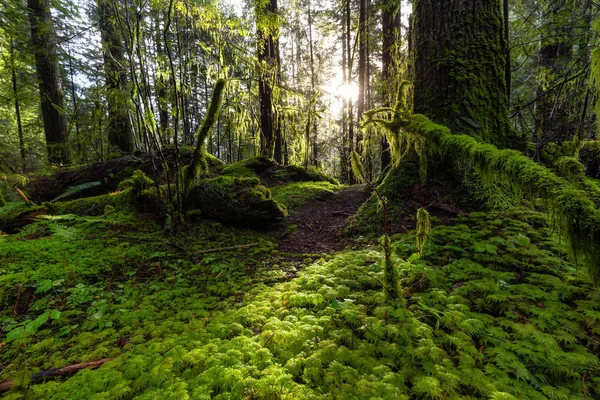 Lynn Canyon Park, North Vancouver, British Columbia, Canadá — Fotografia de Stock