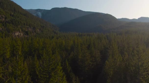 Вид с воздуха на зеленые деревья в лесу в солнечный день осенью . — стоковое видео