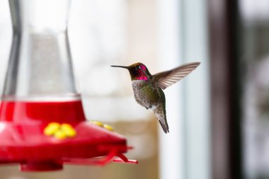 Küçük Renkli Kuş, Colibri