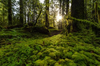 Lynn Canyon Parkı, Kuzey Vancouver, British Columbia, Kanada