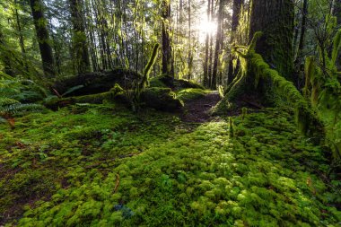 Lynn Canyon Parkı, Kuzey Vancouver, British Columbia, Kanada