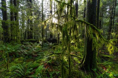 Lynn Canyon Parkı, Kuzey Vancouver, British Columbia, Kanada