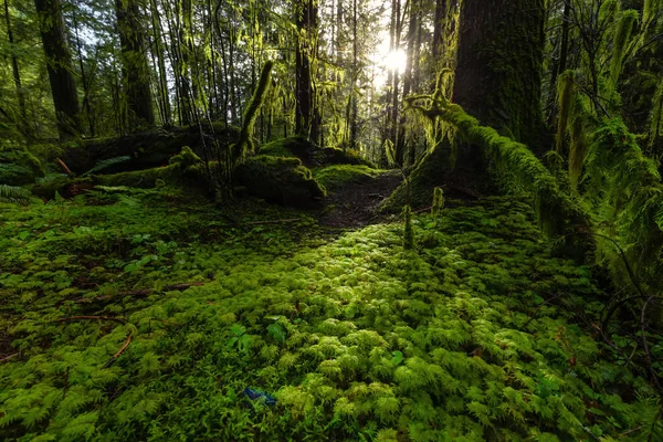 Lynn Canyon Park, North Vancouver, British Columbia, Canada — Stock Photo, Image