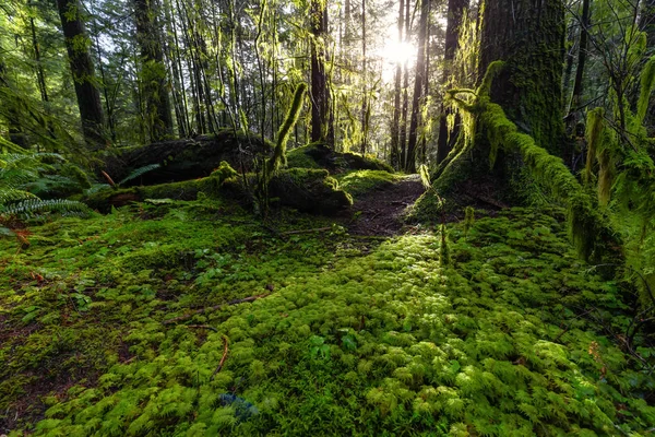 Lynn Canyon Park, North Vancouver, Columbia Británica, Canadá — Foto de Stock