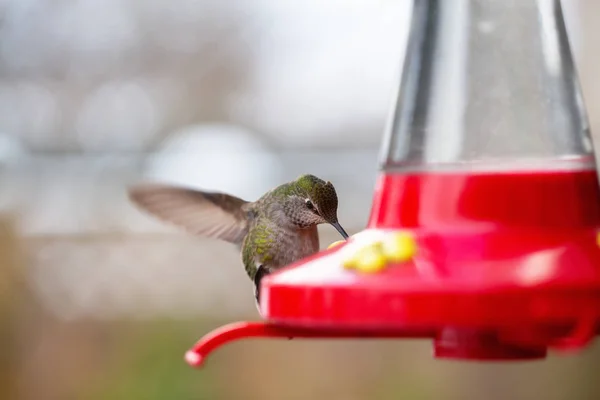 Small Little Colorful Bird, Colibri — Stockfoto