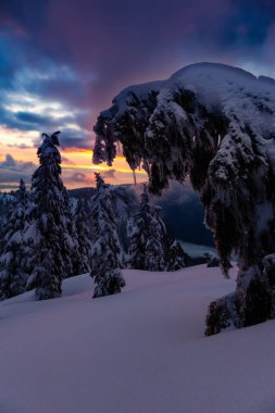 Kanada Doğa Sahası, renkli ve canlı kış günbatımında taze beyaz karla kaplıdır. Seymour Dağı, Kuzey Vancouver, British Columbia, Kanada.