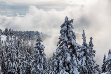 Kanada Doğa Alanı kış boyunca taze beyaz karla kaplıdır. Seymour Dağı, Kuzey Vancouver, British Columbia, Kanada.