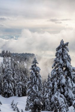 Kanada Doğa Alanı kış boyunca taze beyaz karla kaplıdır. Seymour Dağı, Kuzey Vancouver, British Columbia, Kanada.