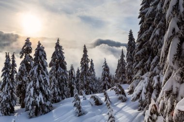 Kanada Doğa Alanı kış boyunca taze beyaz karla kaplıdır. Seymour Dağı, Kuzey Vancouver, British Columbia, Kanada.