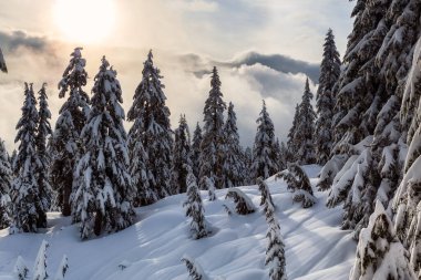 Kanada Doğa Alanı kış boyunca taze beyaz karla kaplıdır. Seymour Dağı, Kuzey Vancouver, British Columbia, Kanada.