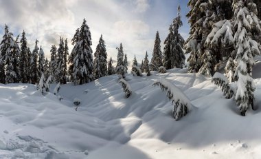 Kanada Doğa Alanı kış boyunca taze beyaz karla kaplıdır. Seymour Dağı, Kuzey Vancouver, British Columbia, Kanada.
