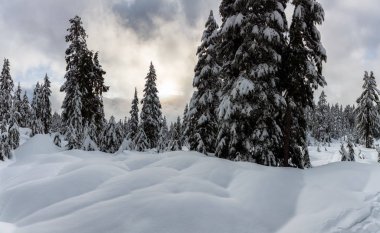 Kanada Doğa Alanı kış boyunca taze beyaz karla kaplıdır. Seymour Dağı, Kuzey Vancouver, British Columbia, Kanada.
