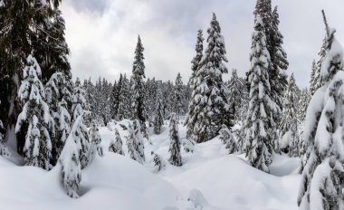 Kanada Doğa Alanı kış boyunca taze beyaz karla kaplıdır. Seymour Dağı, Kuzey Vancouver, British Columbia, Kanada.