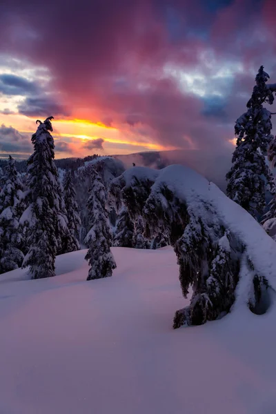 Kanada Doğa Sahası, renkli ve canlı kış günbatımında taze beyaz karla kaplıdır. Seymour Dağı, Kuzey Vancouver, British Columbia, Kanada.