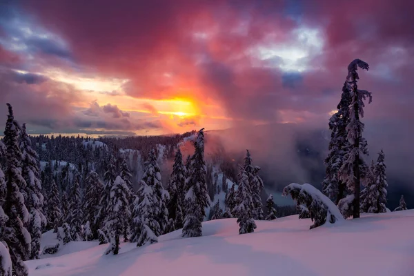 Kanada Doğa Sahası, renkli ve canlı kış günbatımında taze beyaz karla kaplıdır. Seymour Dağı, Kuzey Vancouver, British Columbia, Kanada.