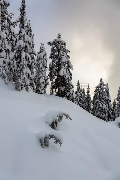 Canadian Nature Landscape Coperto Neve Fresca Bianca Durante Inverno Preso — Foto Stock