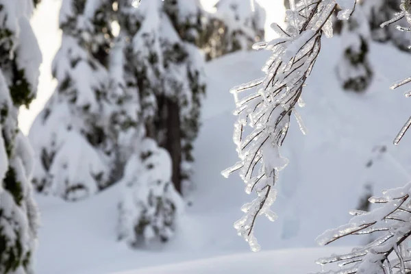 Canadian Nature Landscape Coperto Neve Fresca Bianca Durante Inverno Preso — Foto Stock