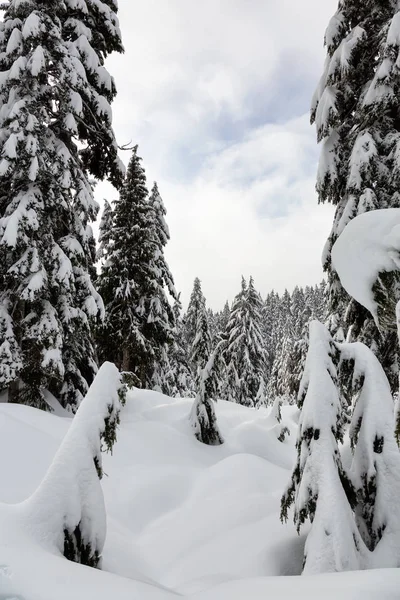 Canadian Nature Landscape Coperto Neve Fresca Bianca Durante Inverno Preso — Foto Stock