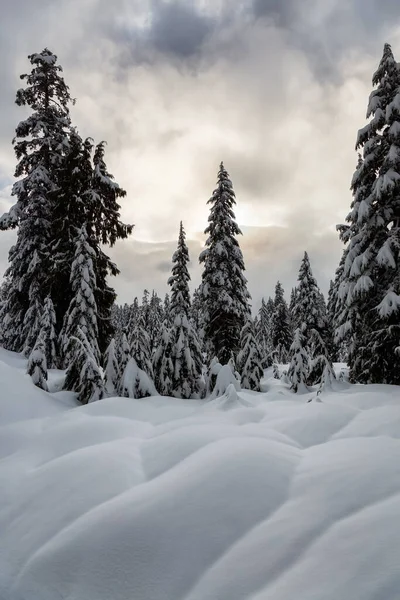 Canadian Nature Landscape Coperto Neve Fresca Bianca Durante Inverno Preso — Foto Stock