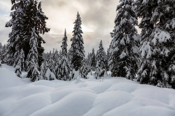 Canadian Nature Landscape Coperto Neve Fresca Bianca Durante Inverno Preso — Foto Stock