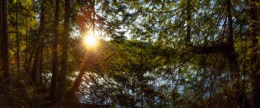 Gün batımında göl kenarında taze ağaçları olan güzel ve canlı yeşil bir orman. White Pine Beach, Port Moody, Vancouver, British Columbia, Kanada 'da çekilmiş. Panorama
