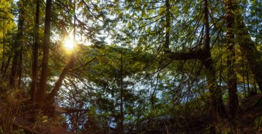 Gün batımında göl kenarında taze ağaçları olan güzel ve canlı yeşil bir orman. White Pine Beach, Port Moody, Vancouver, British Columbia, Kanada 'da çekilmiş. Panorama