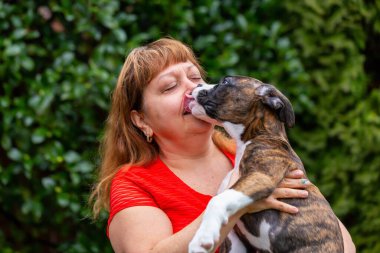 Bahçesinde küçük şirin bir boksör köpeği olan Beyaz Yaşlı Kafkas Kadın. Vancouver, British Columbia, Kanada 'da çekildi..